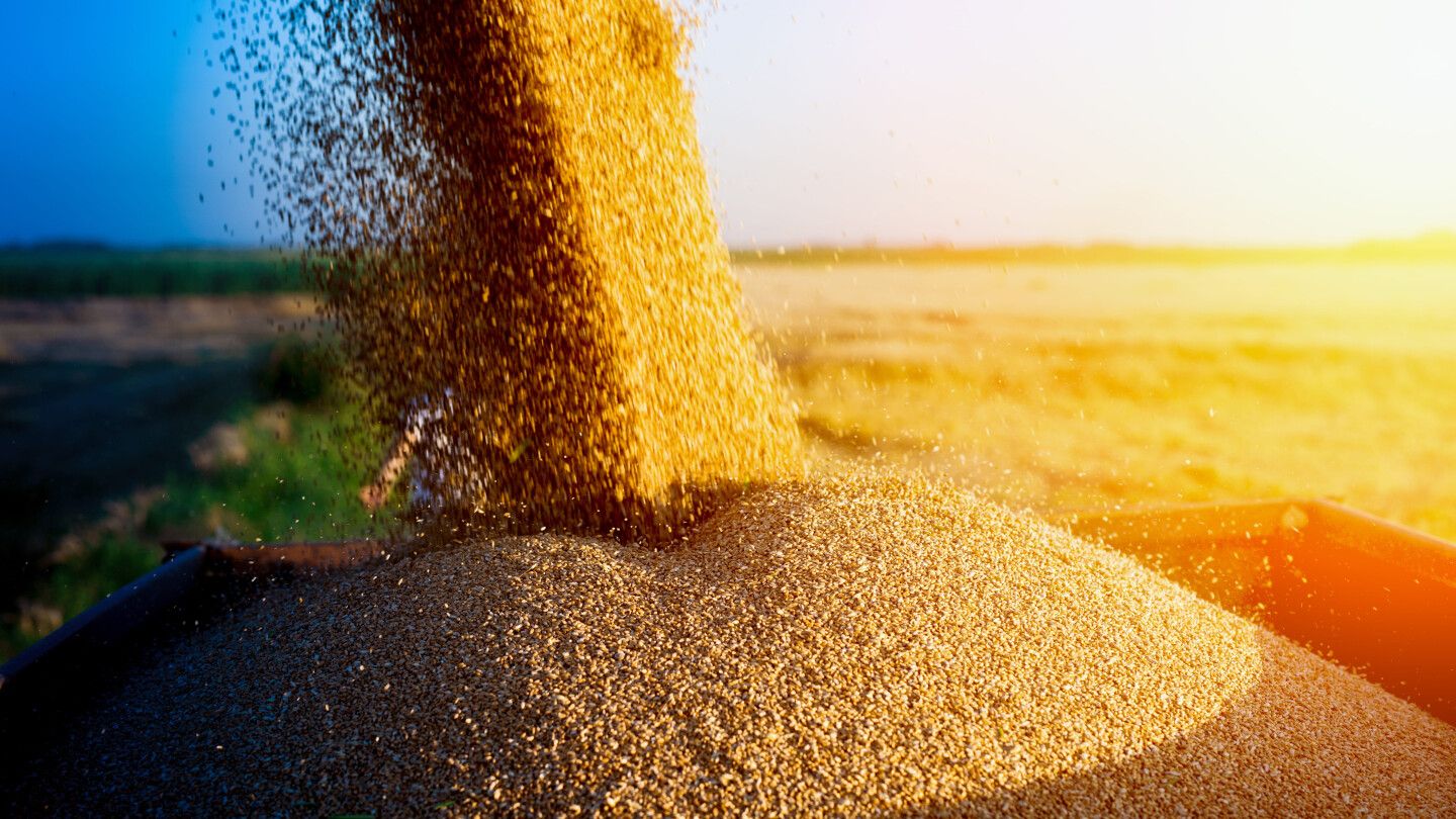 В Украине собрано более 23 млн тон нового урожая зерновых